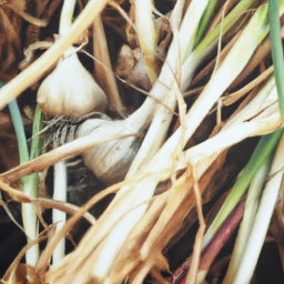 Irrigation Systems for Efficient Water Use in Garlic Farming