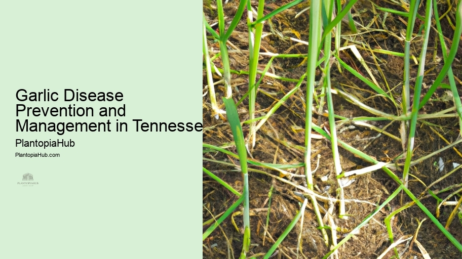 Garlic Disease Prevention and Management in Tennessee